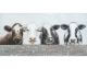 La Casa »4 Kühe« Ölbild handbemalt 50x100 cm Artikelbild 1