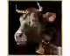 La Casa »Cow with golden decor« Wandbild 100x100 cm