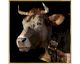 La Casa »Cow with golden decor« Wandbild 100x100 cm