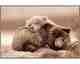 La Casa »Cuddly bears« Wandbild 120x80 cm