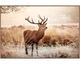 La Casa »Deer in Landscape« Wandbild 120x80 cm