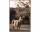 La Casa »Deer with tree« Wandbild 80x120 cm