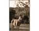 La Casa »Deer with tree« Wandbild 80x120 cm