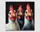 La Casa »Drei Hähne« Ölbild 100x100 cm