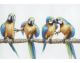 La Casa »Papagaien auf Ast I« Ölbild handbemalt Artikelbild 6
