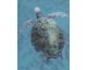 La Casa Ölbild handbemalt "Schildkröte in grün" 70x100 cm Artikelbild 1