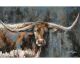 La Casa Ölbild handbemalt "Stier" 120x80 cm Artikelbild 1