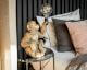 VOSS Design »Abu« Affen-Tischleuchte gold