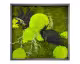 designline »Moos« Wald und Wiese Moosbild 39x39 cm