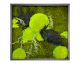 designline »Moos« Wald und Wiese Moosbild 39x39 cm