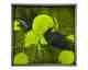 designline »Moos« Wald und Wiese Moosbild 39x39 cm