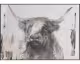 die Faktorei »Strong Bull« Wandbild
