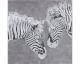 die Faktorei »Zebra Nr. II« Wandbild