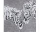 die Faktorei »Zebra Nr. II« Wandbild Artikelbild 6