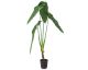 fleur ami »Alocasia Calidora« Kunstpflanze groß Artikelbild 1
