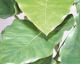 fleur ami »Alocasia Calidora« Kunstpflanze klein