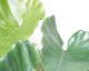 fleur ami »Alocasia Calidora« Kunstpflanze klein
