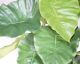 fleur ami »Alocasia Calidora« Kunstpflanze klein