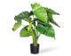 fleur ami »Alocasia Calidora« Kunstpflanze klein