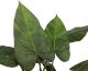 fleur ami »Anthurium« Kunstpflanze Artikelbild 1