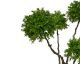 fleur ami »Boxwood Tree« Kunstpflanze Artikelbild 1