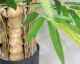 fleur ami »Buddha Bamboo Deluxe« Kunstpflanze