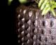 fleur ami »Croc« Outdoor Pflanzgefäß