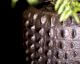 fleur ami »Croc« Outdoor Pflanzgefäß Artikelbild 1