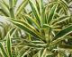 fleur ami »Dracaena Reflexa« Kunstpflanze