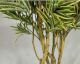 fleur ami »Dracaena Reflexa« Kunstpflanze