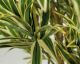 fleur ami »Dracaena Reflexa« Kunstpflanze