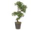 fleur ami »Ficus Bonsai« Kunstpflanze Artikelbild 6