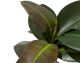 fleur ami »Ficus Elastica« Kunstpflanze klein Artikelbild 6