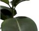 fleur ami »Ficus Elastica« Kunstpflanze klein Artikelbild 1