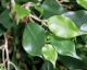 fleur ami »Ficus Exotica« Ball Kunstpflanze