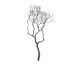 fleur ami »Manzanita« Deko-Holz brown Artikelbild 6