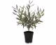 fleur ami »Olive Tree« Kunstpflanze