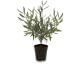 fleur ami »Olive Tree« Kunstpflanze