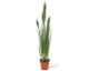 fleur ami »Onion Grass« Kunstpflanze dicht gewachsen grün Artikelbild 1