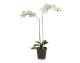 fleur ami »Phalaenopsis« Kunstpflanze Artikelbild 1