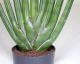 fleur ami »Sanservieria Cylindrica« Kunstpflanze