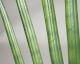fleur ami »Sanservieria Cylindrica« Kunstpflanze
