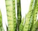 fleur ami »Sanservieria Extra« Kunstpflanze