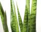 fleur ami »Sanservieria Extra« Kunstpflanze