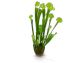 fleur ami »Sarracenia« Kunstpflanze Artikelbild 6