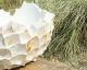 fleur ami »Shell« Schale broken white
