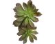 fleur ami »Succulent« Kunstpflanze Artikelbild 1