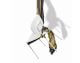 infiniti »TONDINA POP« 4 Legs Designer-Stuhl