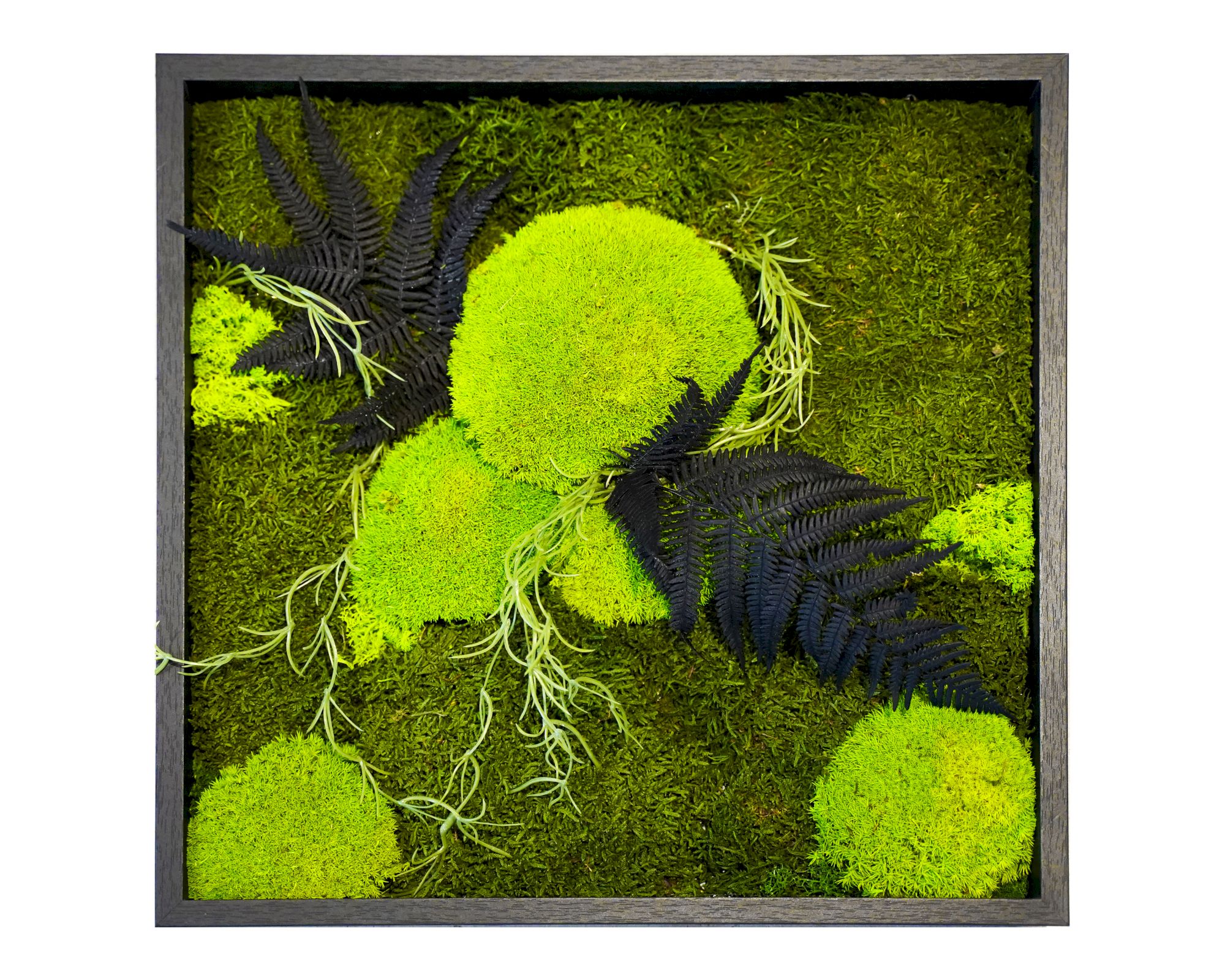 designline »Moos« Wald und Wiese Moosbild 39x39 cm Rahmen schwarz