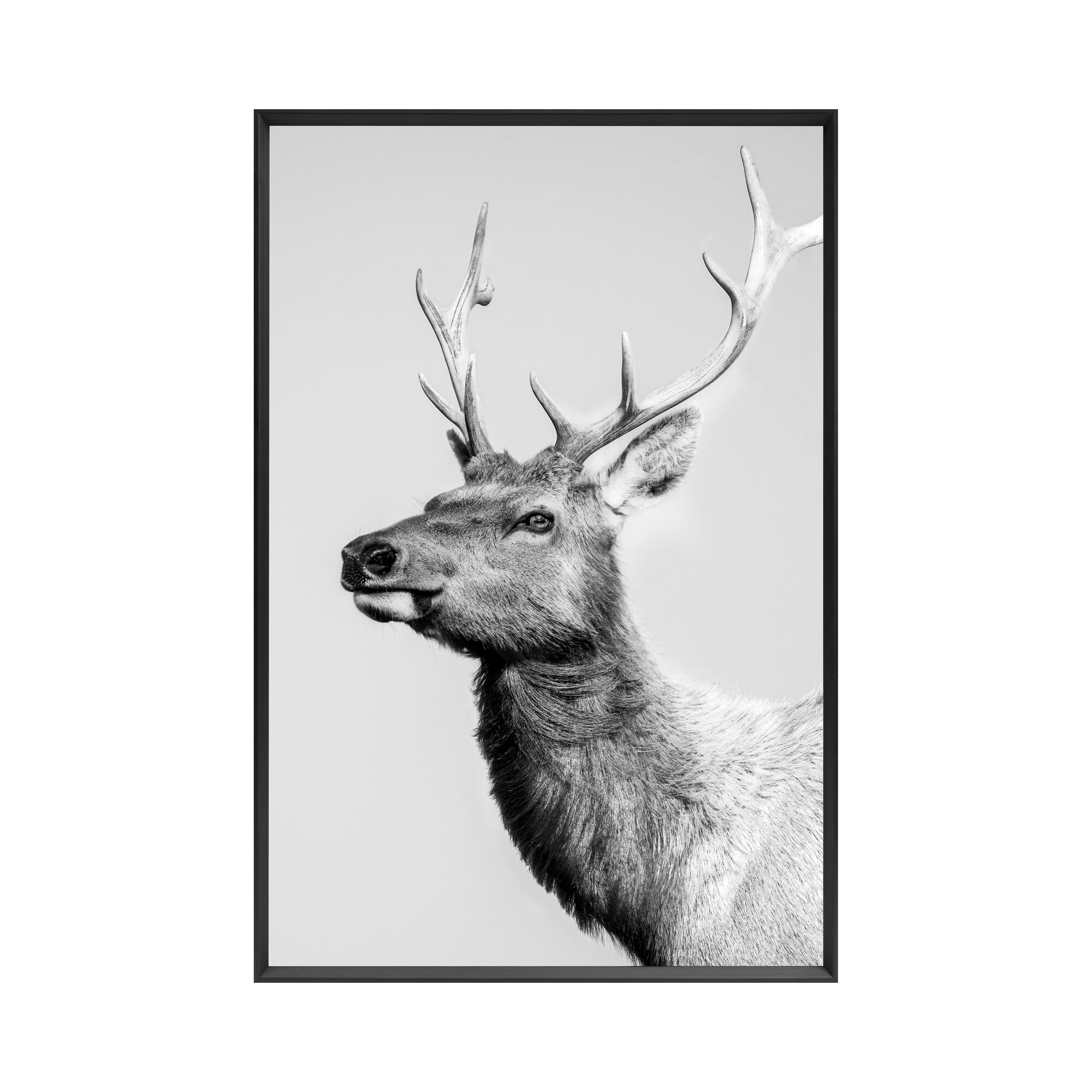 designline La Casa »Deer black and white« Wandbild II 60x90 cm
